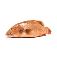 Queensland Coral Trout