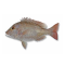 QLD Other Species 2025/2026