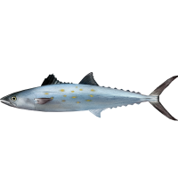 Queensland Spanish Mackerel