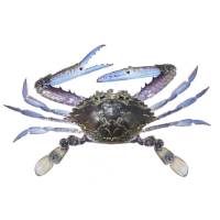 Queensland East Coast Blue Swimmer Crab