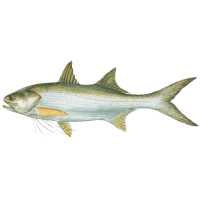 Queensland East Coast King Threadfin