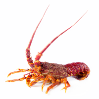 South Australia Lobster