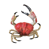 Tasmania Giant Crab