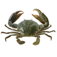 Queensland East Coast Mud Crab