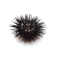 New South Wales Sea Urchin