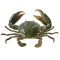 QLD East Coast Mud Crab 2025/2026