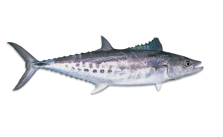 743kg QLD School Mackerel 2025 quota lease