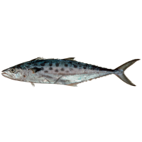 Queensland East Coast School Mackerel
