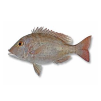 Queensland Other Species