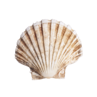 AFMA Scallop