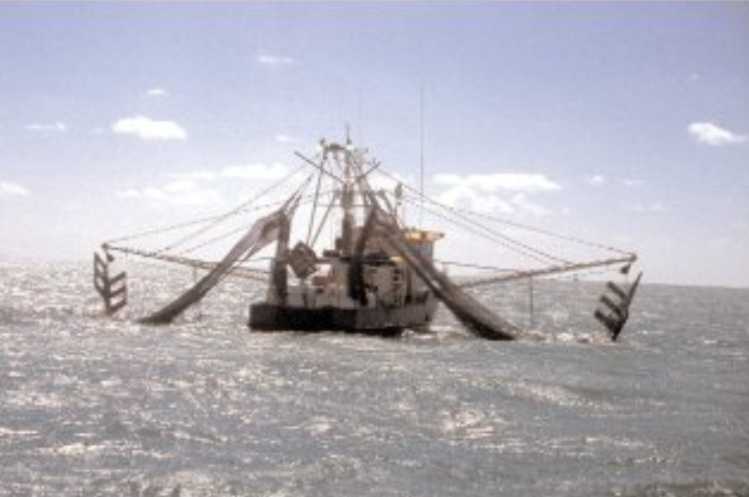 Queensland East Coast Trawl