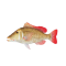 QLD Red Throat Emperor 2025/2026