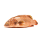 QLD Coral Trout 2025/2026
