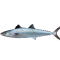 QLD Spanish Mackerel 2025/2026