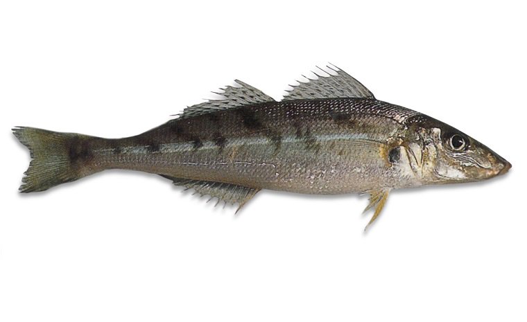 QLD East Coast Whiting - Zone 5 2025 (Auction ONLY)