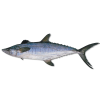 Queensland East Coast Grey Mackerel