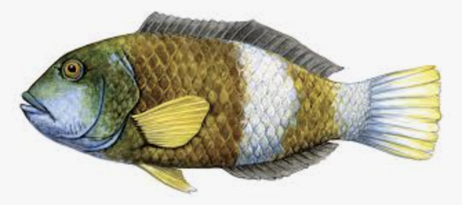 Tasmania Wrasse