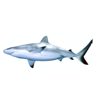 AFMA Shark