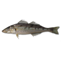 Queensland East Coast Whiting
