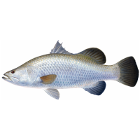 Queensland East Coast Barramundi