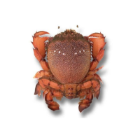 Queensland Spanner Crab