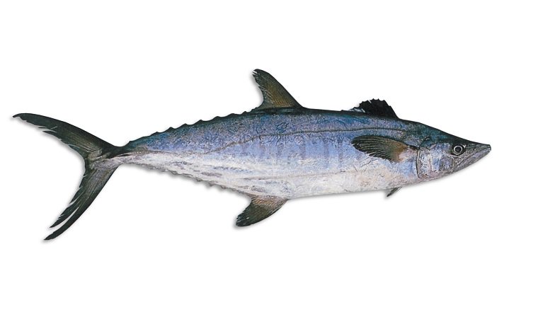 QLD East Coast Grey Mackerel - Zone 5 2025 (Auction ONLY)